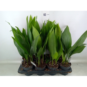 Aspidistra elat.