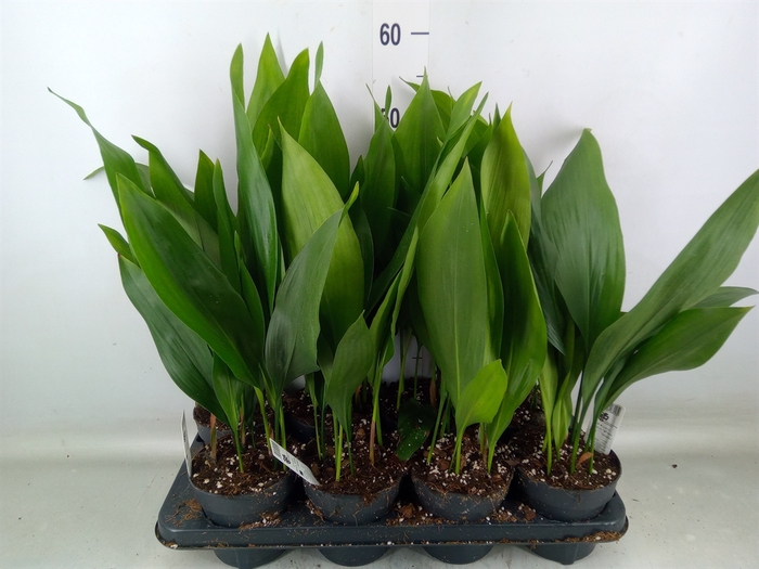 <h4>Aspidistra elat.</h4>