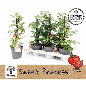 TOMATENPLANTEN