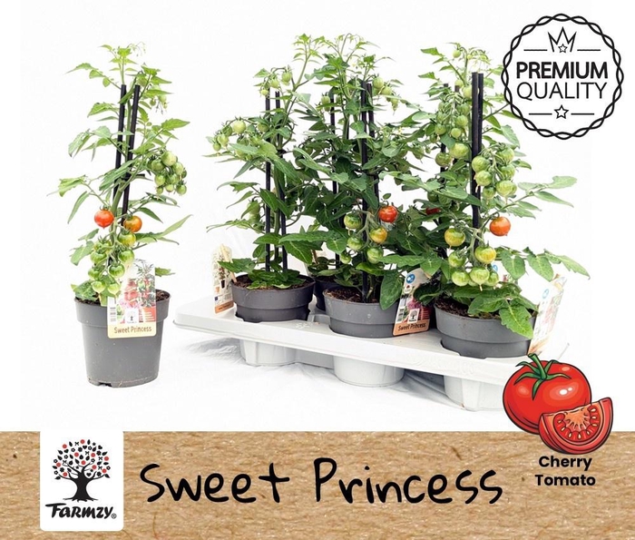 <h4>TOMATENPLANTEN</h4>