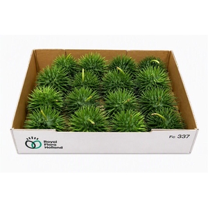 Sier Cucumis Egel Xxl Holl X16