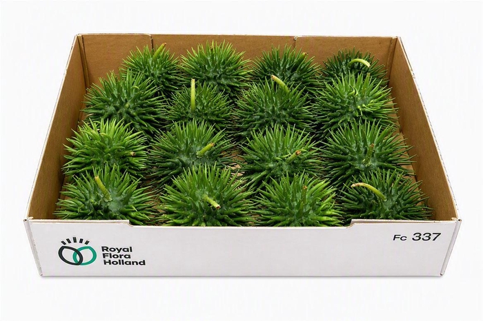 <h4>Sier Cucumis Egel Xxl Holl X16</h4>
