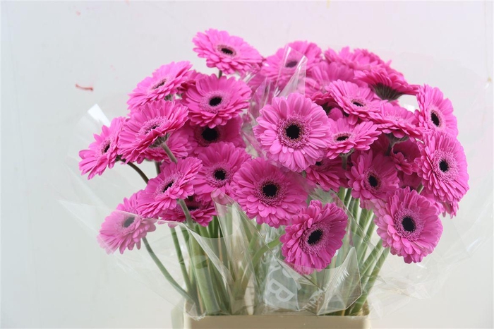 <h4>Ge Mi Dolcetto Xxl</h4>