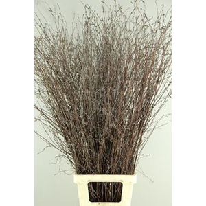 Betula Bs  Natural Fst