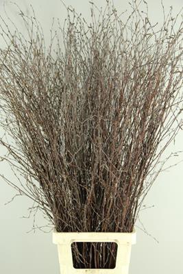 <h4>Betula Bs  Natural Fst</h4>