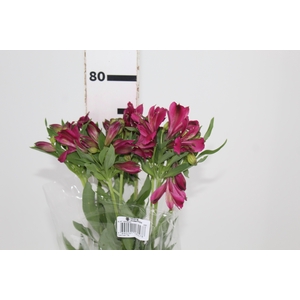 ALSTROEMERIA NAPOLI 080 CM