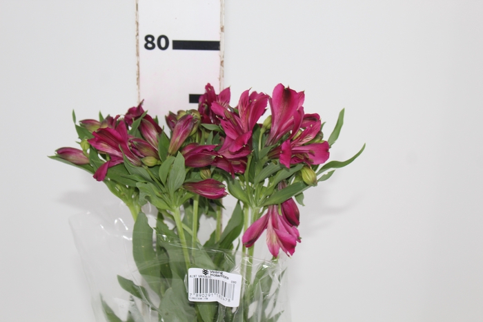 <h4>ALSTROEMERIA NAPOLI 080 CM</h4>