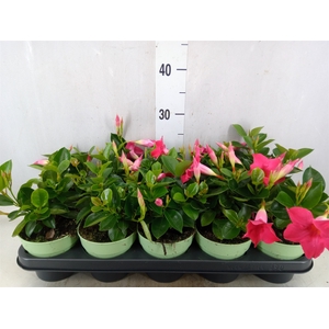 Mandevilla  'Sundavil Pink'