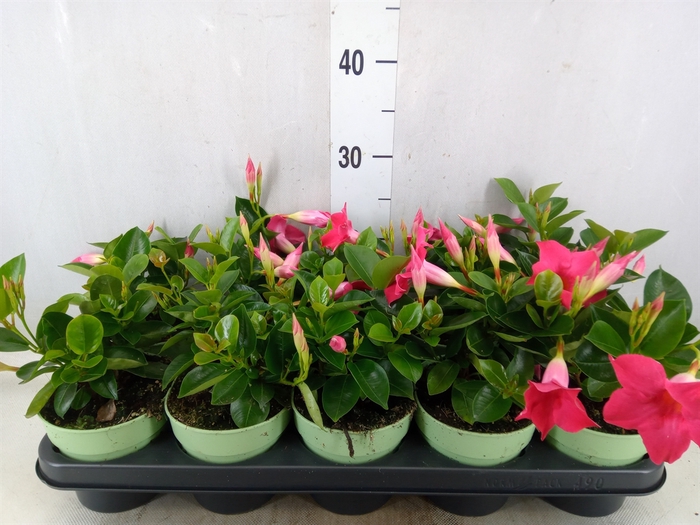 <h4>Mandevilla  'Sundavil Pink'</h4>