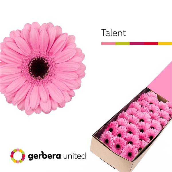 <h4>Ge Mi Talent Box United</h4>