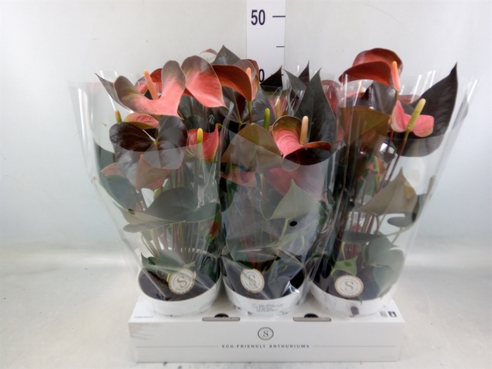 <h4>Anthurium andr. 'Rainbow Champion'</h4>