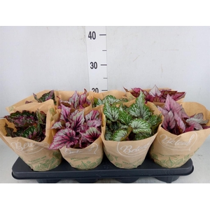 Begonia BD 'Beleaf'   ...mix