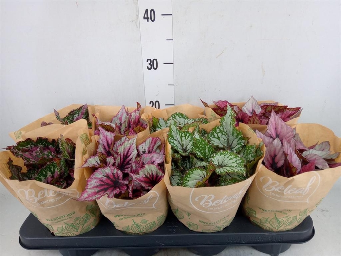 <h4>Begonia BD 'Beleaf'   ...mix</h4>