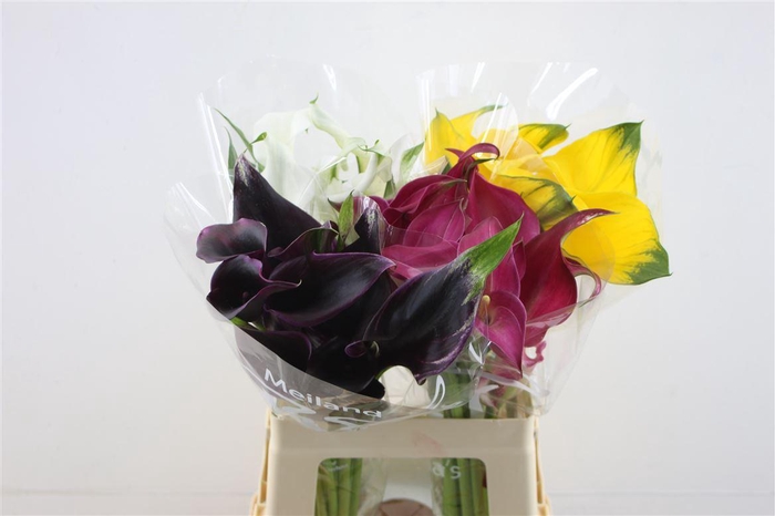 <h4>Zant Gem In Fust</h4>