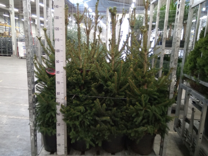 <h4>Picea abies 'Will's Zwerg'</h4>