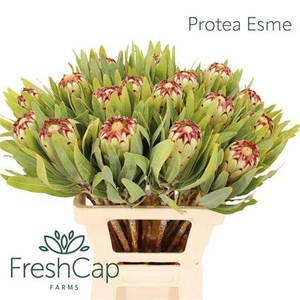 Protea Mag Niobe 60cm