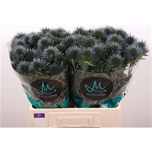 Eryn Scorpiu Questar