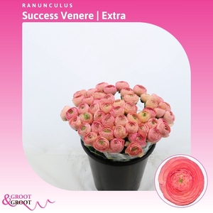 Ranunculus Success Venere | Extra