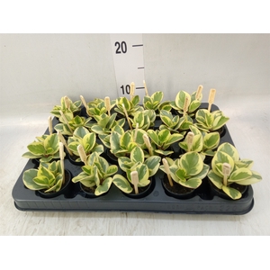 Peperomia obt. 'Obtipan Bicolor'