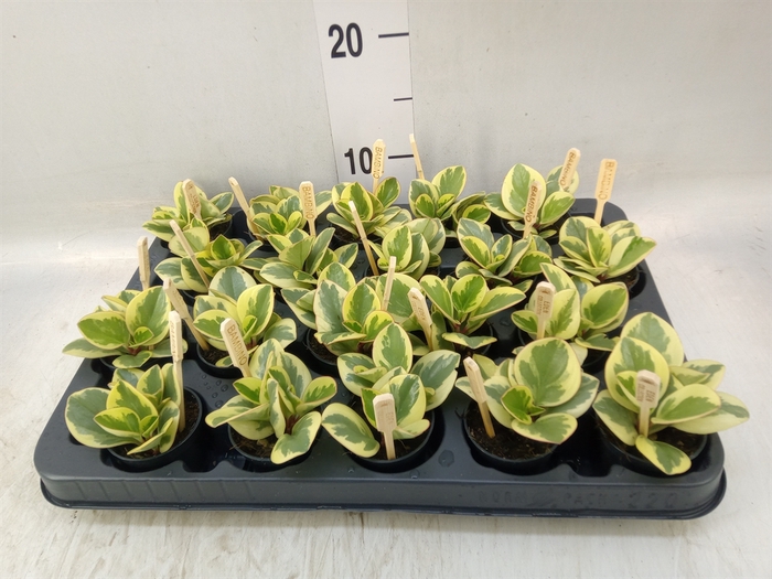 <h4>Peperomia obt. 'Obtipan Bicolor'</h4>