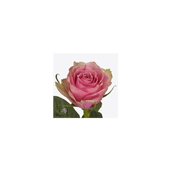 <h4>R GR Ath Royal JG40</h4>