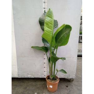 Strelitzia alba