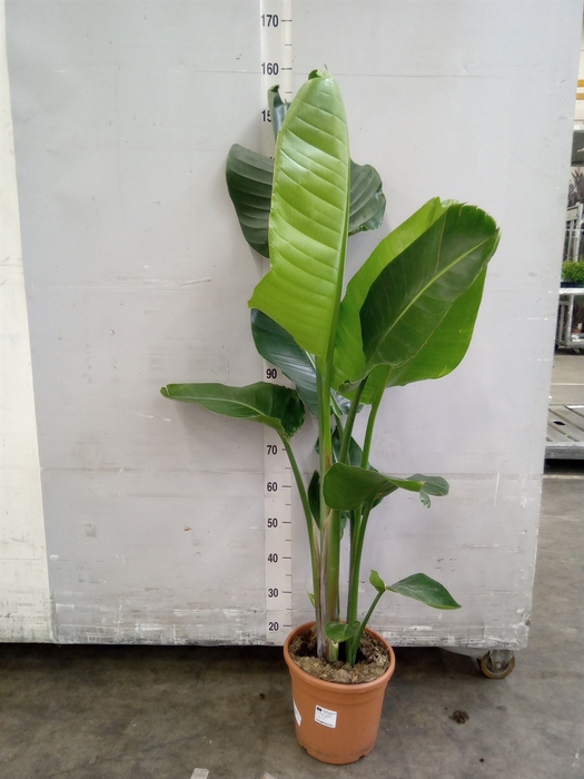 <h4>Strelitzia alba</h4>