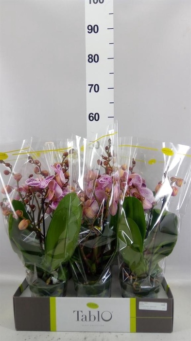 <h4>Phalaenopsis   ...rose</h4>