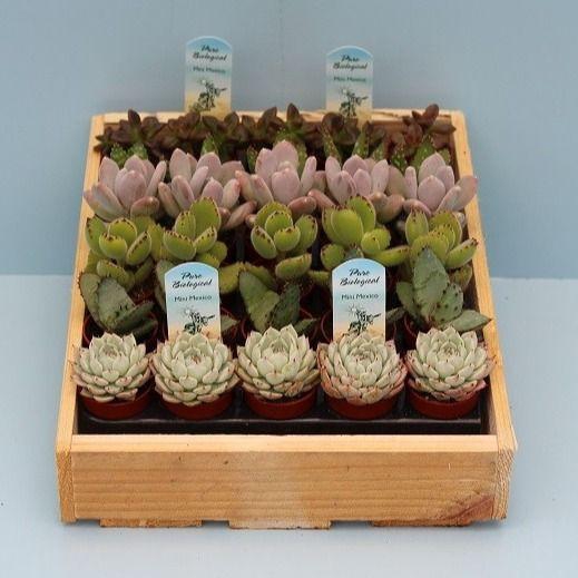 <h4>Bio Succulenten mini 221-MISURIJ</h4>