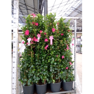 Mandevilla sand. 'SumStar Pink'