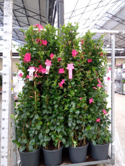 <h4>Mandevilla sand. 'SumStar Pink'</h4>