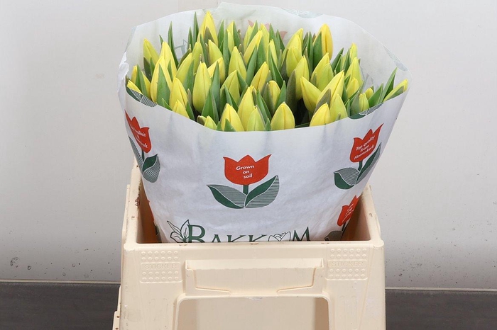 <h4>Tu En Avocado</h4>