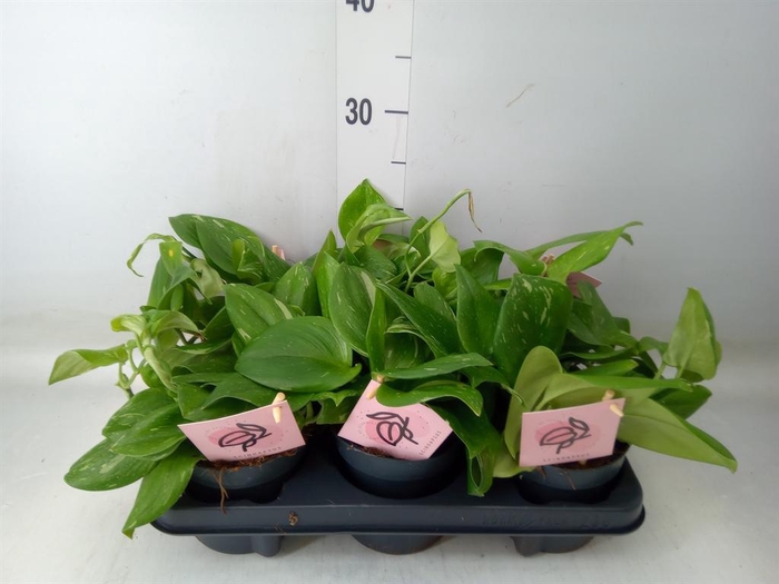 <h4>Scindapsus   ...</h4>