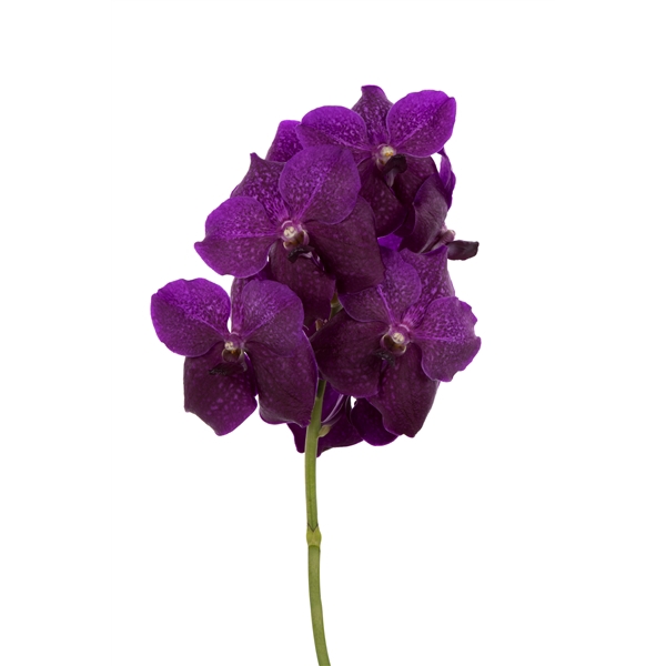 <h4>Vanda Sumathi Magic Fuchsia</h4>