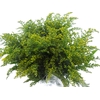 Bouquet Mono Solidago x5 60cm