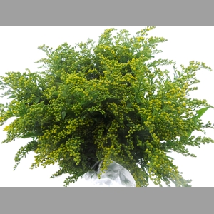 BQ Mono Solidago x5 60cm