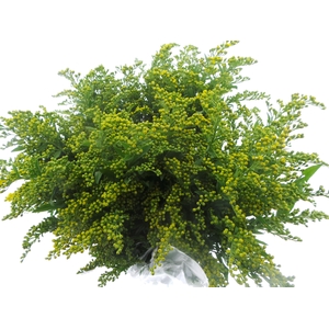 BQ Mono Solidago x5 60cm