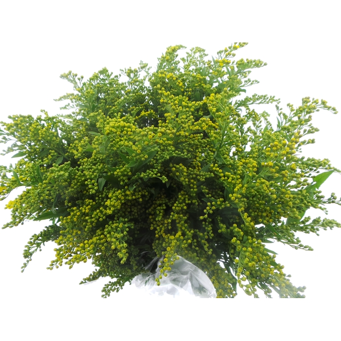 <h4>BQ Mono Solidago x5 60cm</h4>