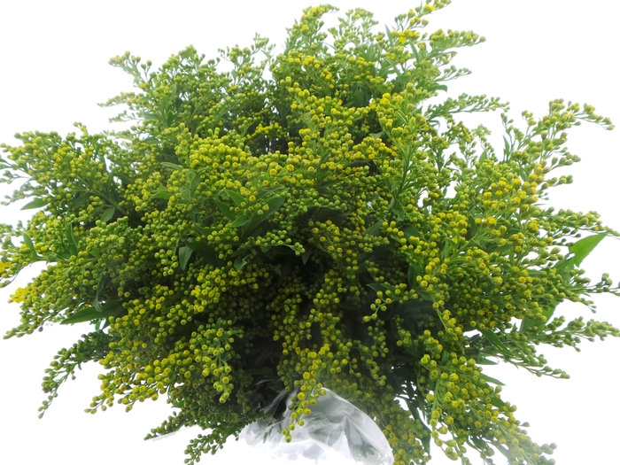 <h4>BQ Mono Solidago x5 60cm</h4>