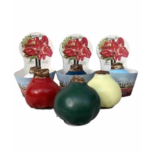 HIPPEASTRUM-HYBRID P14