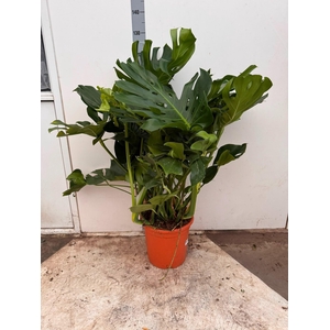 MONSTERA DELICIOSA