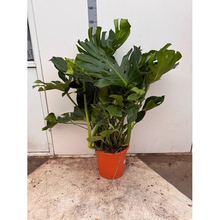 <h4>MONSTERA DELICIOSA</h4>