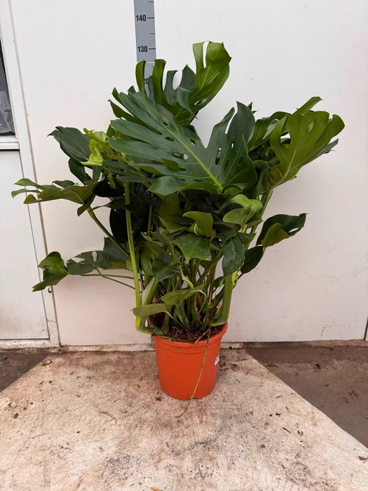 MONSTERA DELICIOSA