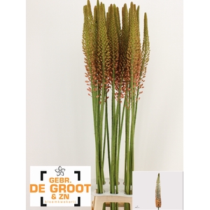EREMURUS CLEOPATRA