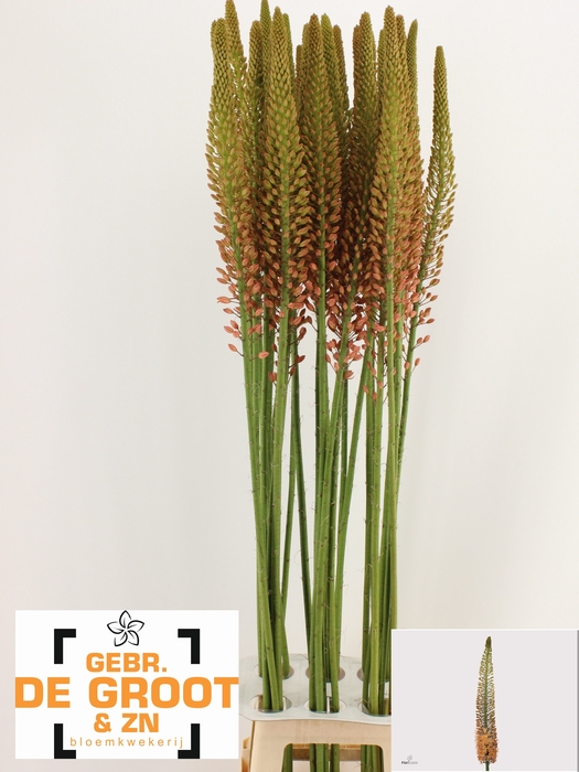 <h4>EREMURUS CLEOPATRA</h4>