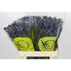 Eryngium Magical Blue Lagoon