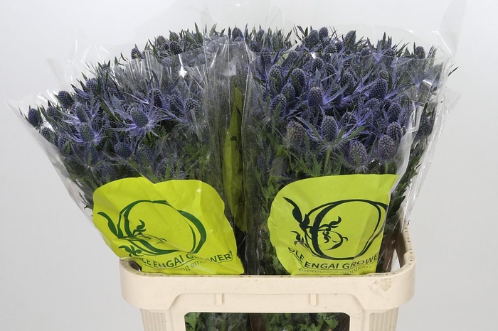 <h4>Eryngium Magical Blue Lagoon</h4>