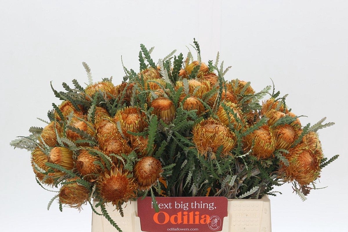 <h4>Banksia Dryandra</h4>