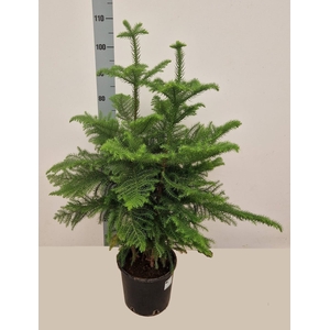 Araucaria Heterophylla 24Ø 145cm 3pp