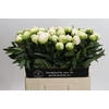 Paeonia Madame Claude Tain